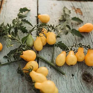 Tomato Solanum Lycopersicum Organic Heirloom Yellow Pear Vegetable Seeds for Planting – Small Fruit Variety for Patio and Garden