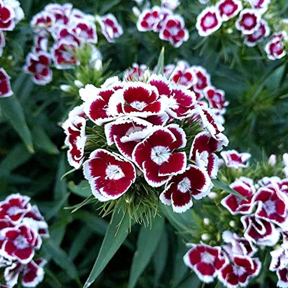 Carnation Dianthus caryophyllus Flower Seeds for Planting in home garden beds