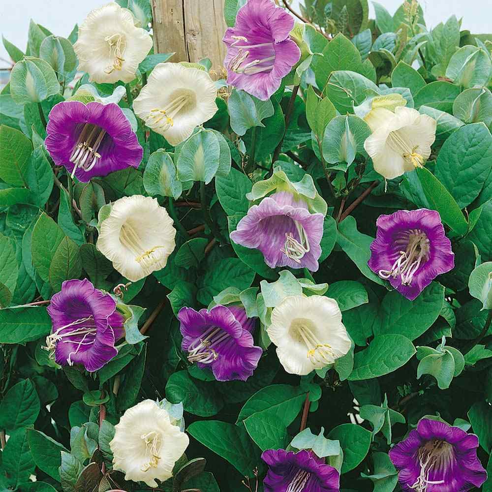Cup & Saucer Flower Mix Colors Seeds