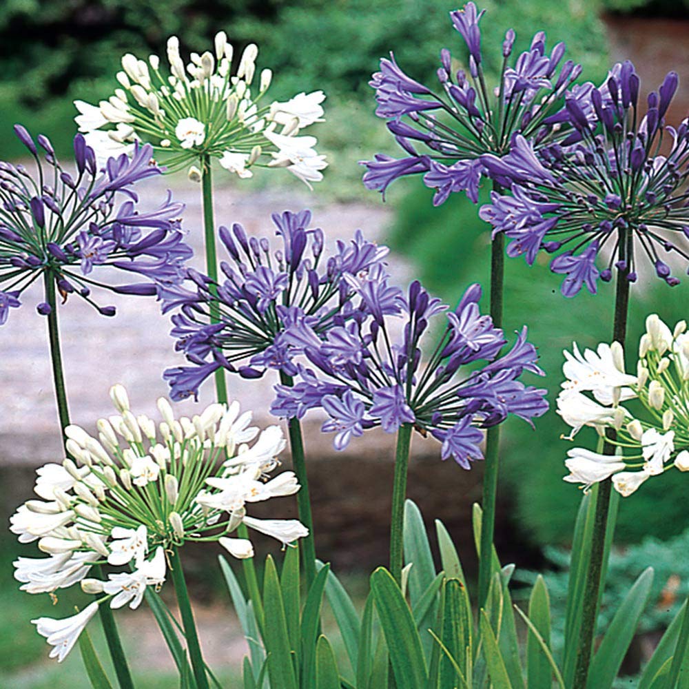 Mix Agapanthus Flower Seeds for Garden - 100 pcs
