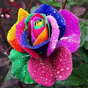 Rose Rosa Hybrida Holland Rainbow Flower Seeds for Planting