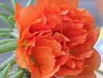 bright orange Portulaca grandiflora flowers blooming in green succulent foliage

