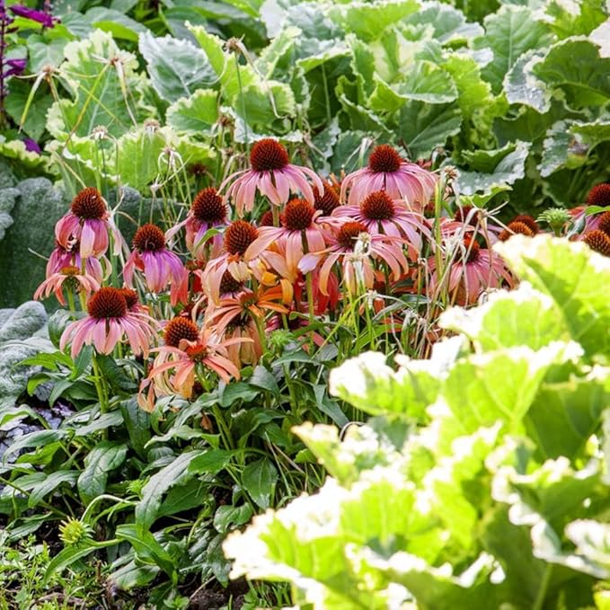 Heirloom Roter Rubin Echinacea Perennial Sonnenhut - Seeds for Beautiful, Long-Lasting Purple Blooms