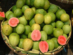 Guava tropical fruit seeds for edible fruit and Zierobstbaum trees