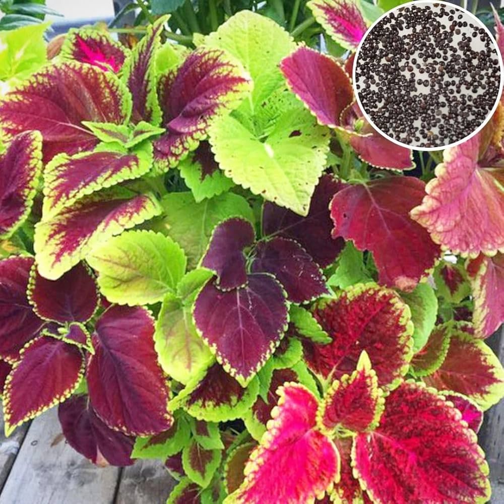 Coleus super rainbow multicolor garden seeds