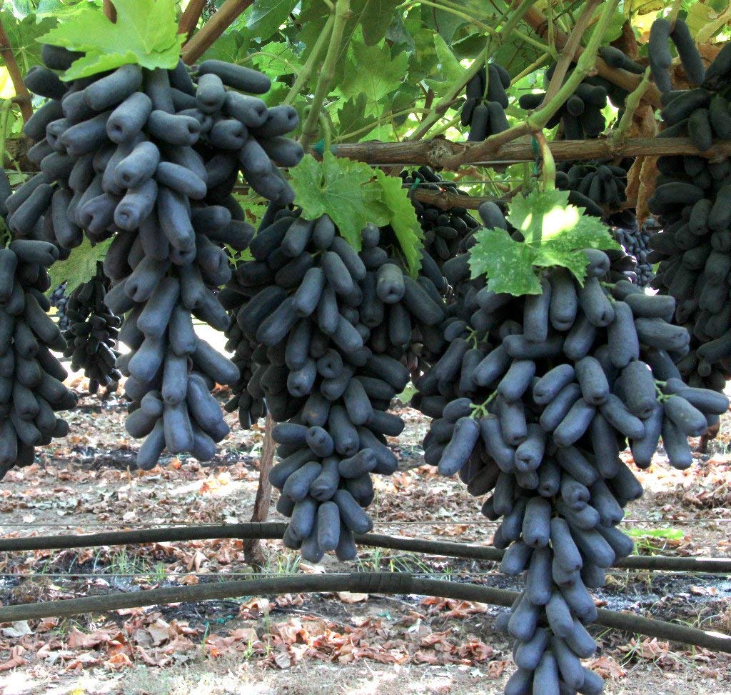 Finger Grape Vitis vinifera for planting in bonsai pot