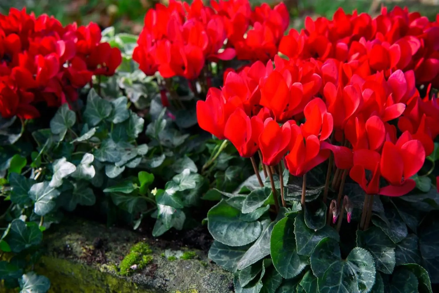 Red Cyclamen Flower Planting Seeds for Garden NON GMO Seeds for planting in home garden
