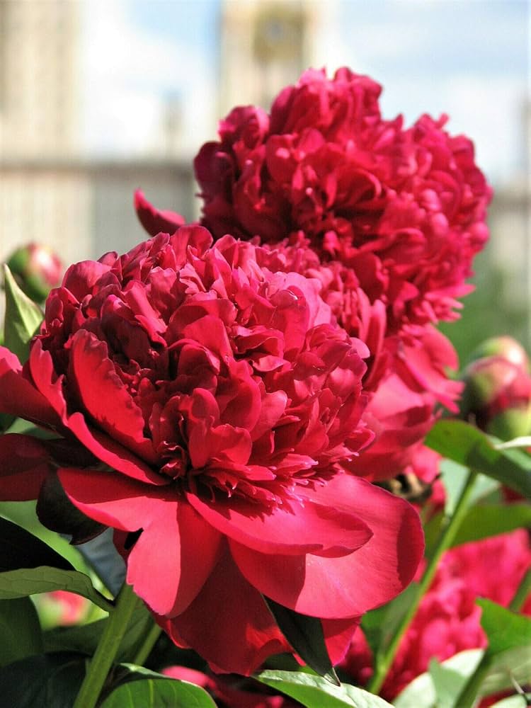 Chinese Peony Seeds Paeonia suffruticosa for Planting in Home Garden or Courtyard Bed