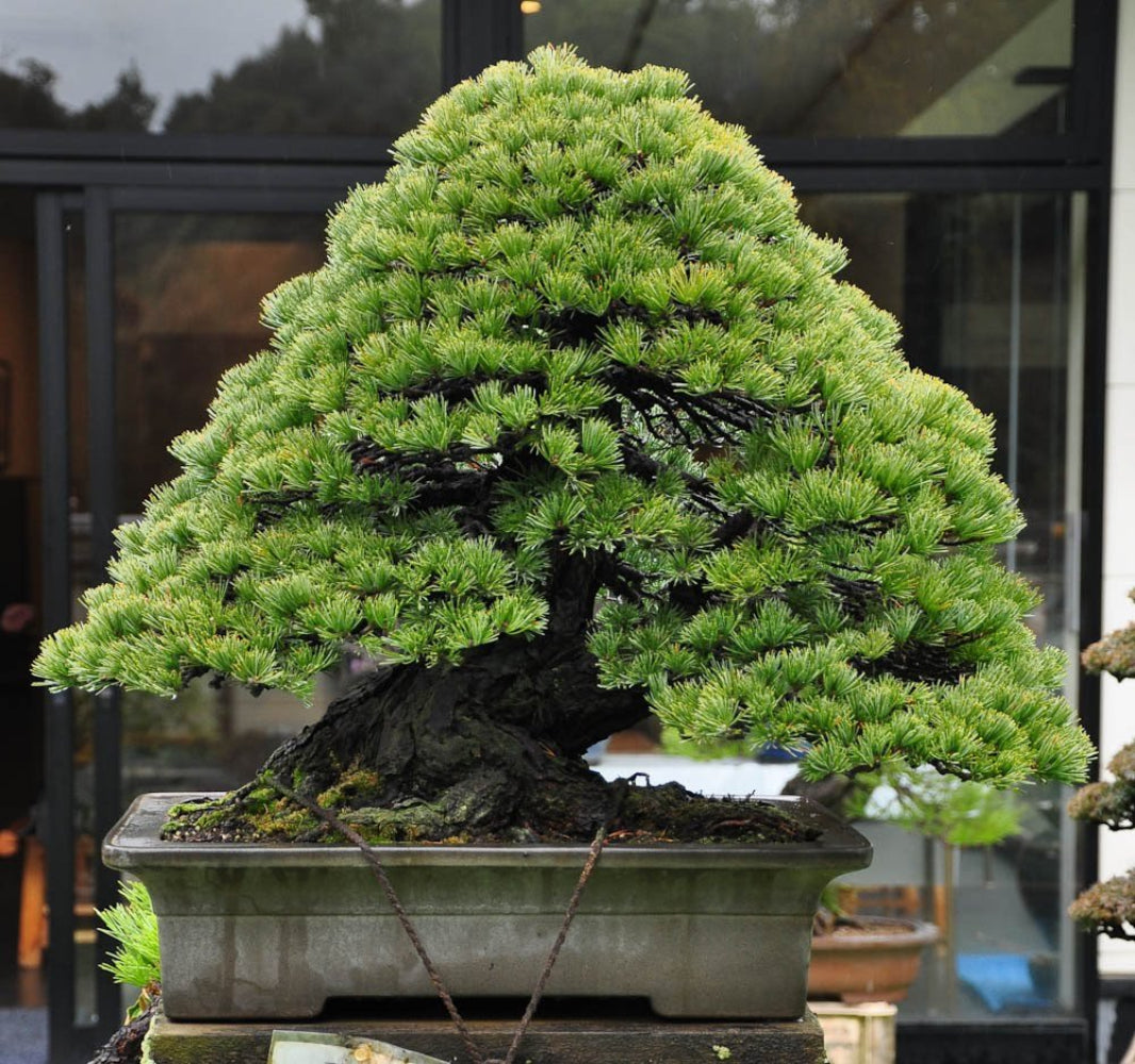 BONSAI PINE TREE SEEDS rare exotic home garden mini dwarf SELLER TRACK – Heirloom, Non-GMO, High Germination Organic Garden Seeds