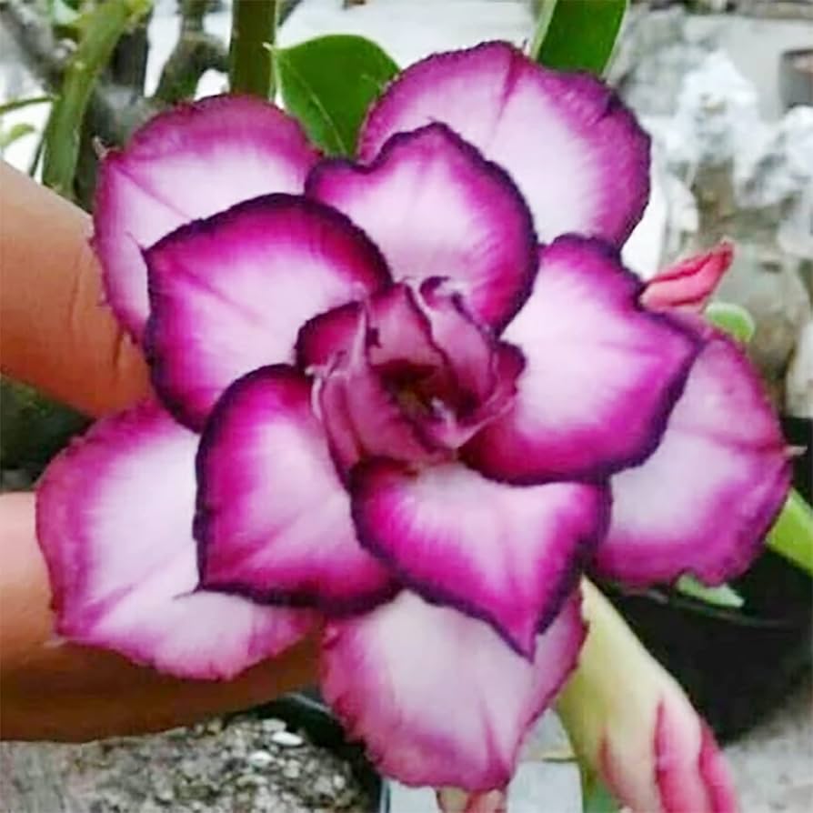 Desert Rose Adenium Obesum White Purple Flower Seeds for Planting