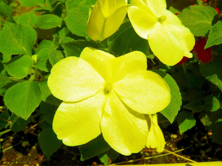 Yellow Impatiens Flower Seeds for Planting, 100