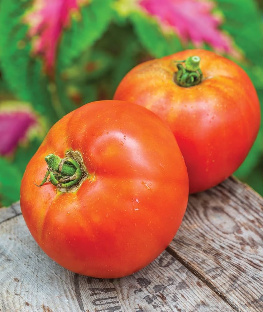 Moonglow Tomato Solanum lycopersicum Vegetable Seeds for Planting in Vegetable Patch