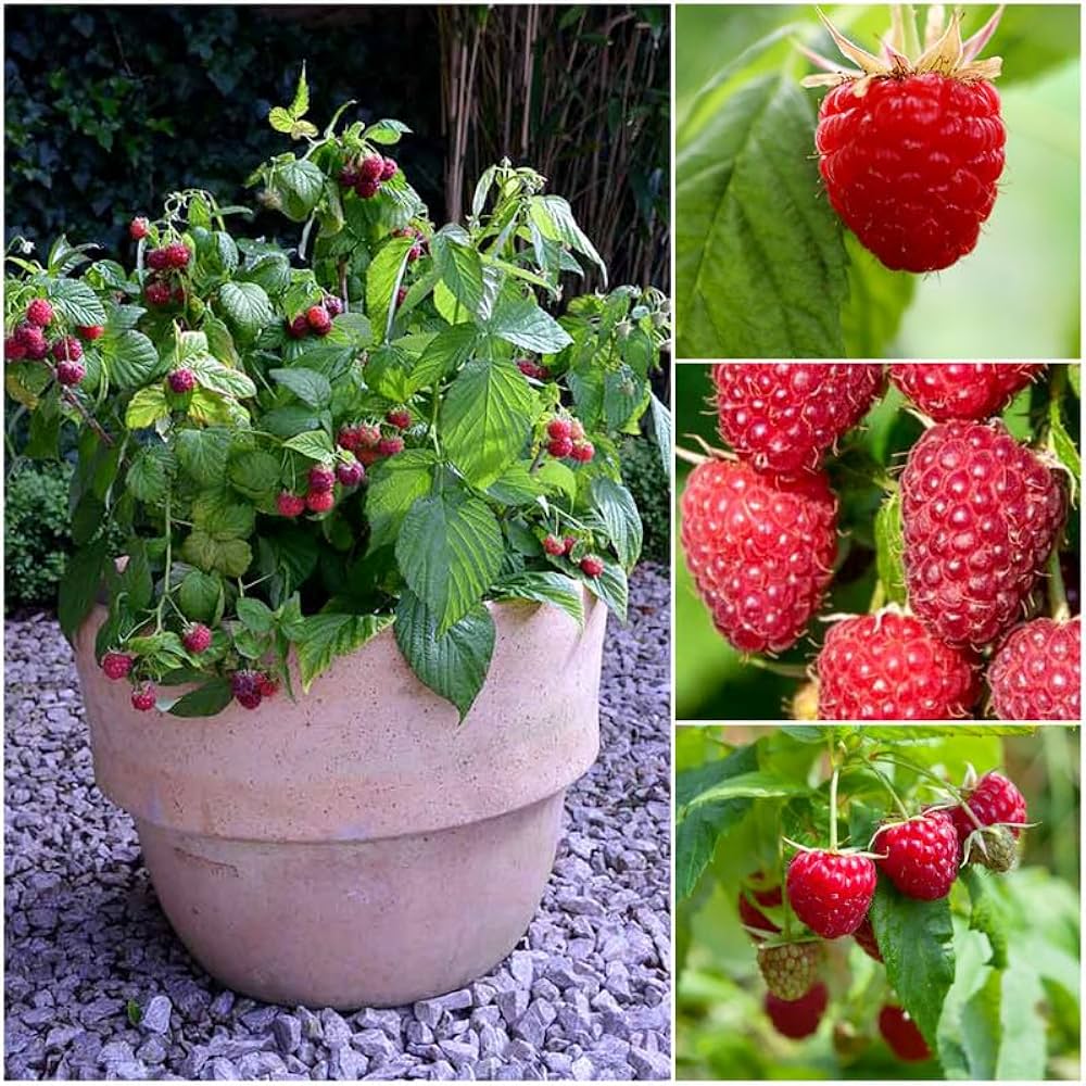 Zenith Raspberry Seeds Seeds Fruit Seeds Bulk Seeds – Heirloom, Non-GMO ...
