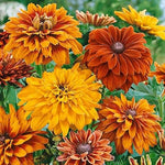 Yellow Rudbeckia Goldstrum Flower Seeds for Planting 100 seeds for planting in home garden
