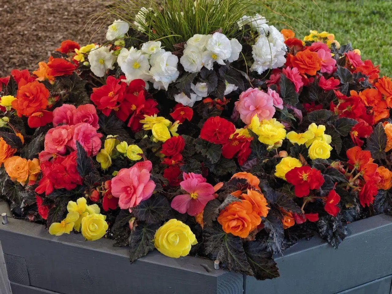 Begonia Mixed Flower Seeds for Planting - NON GMO Seeds Dhara Seeds