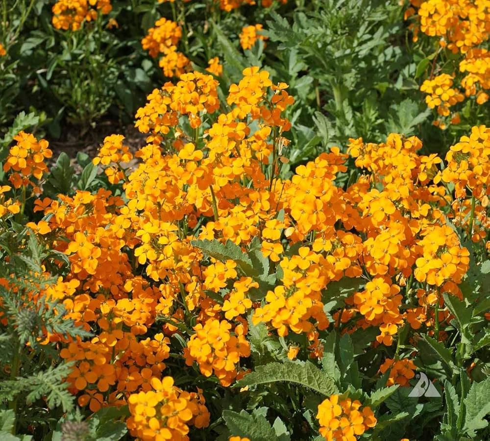 Siberian Wallflower Seeds Cheiranthus allionii for Planting in Rock Garden and Border Beds