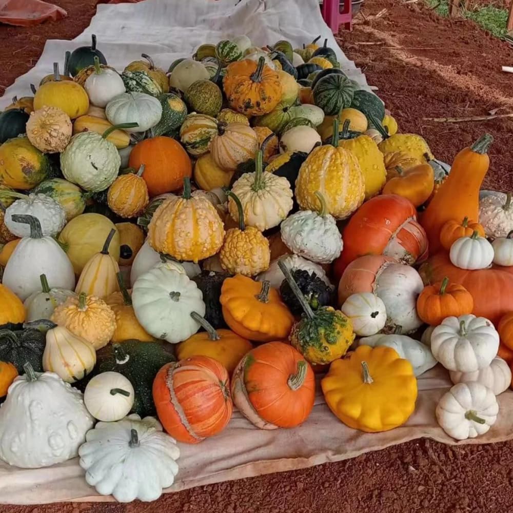 Pumpkin Cucurbita Pepo Kürbis Vegetable Seeds for Planting – Ideal for Backyard Gardening and Autumn Harvest