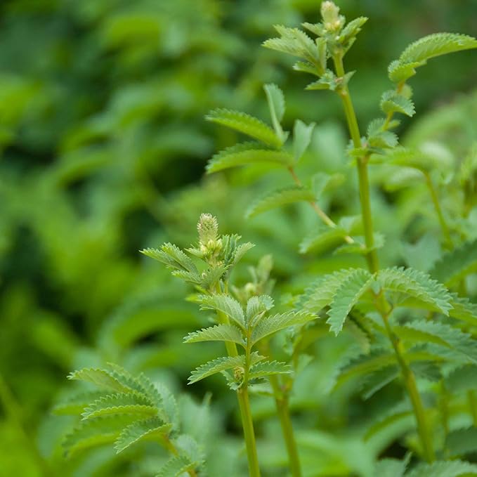 Burnet Seeds for Refreshing Herbal Leaves