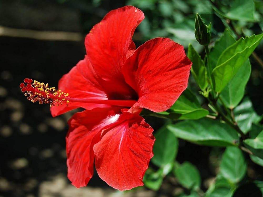 Chinese Hibiscus Hibiscus Rosa-Sinensis Flower Seeds for Planting in home garden and balcony planters