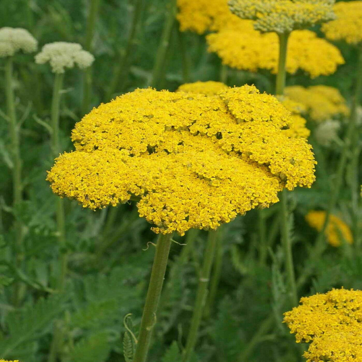 Heirloom Yellow Achillea Millefolium Flower Seeds for Planting, Non-GMO