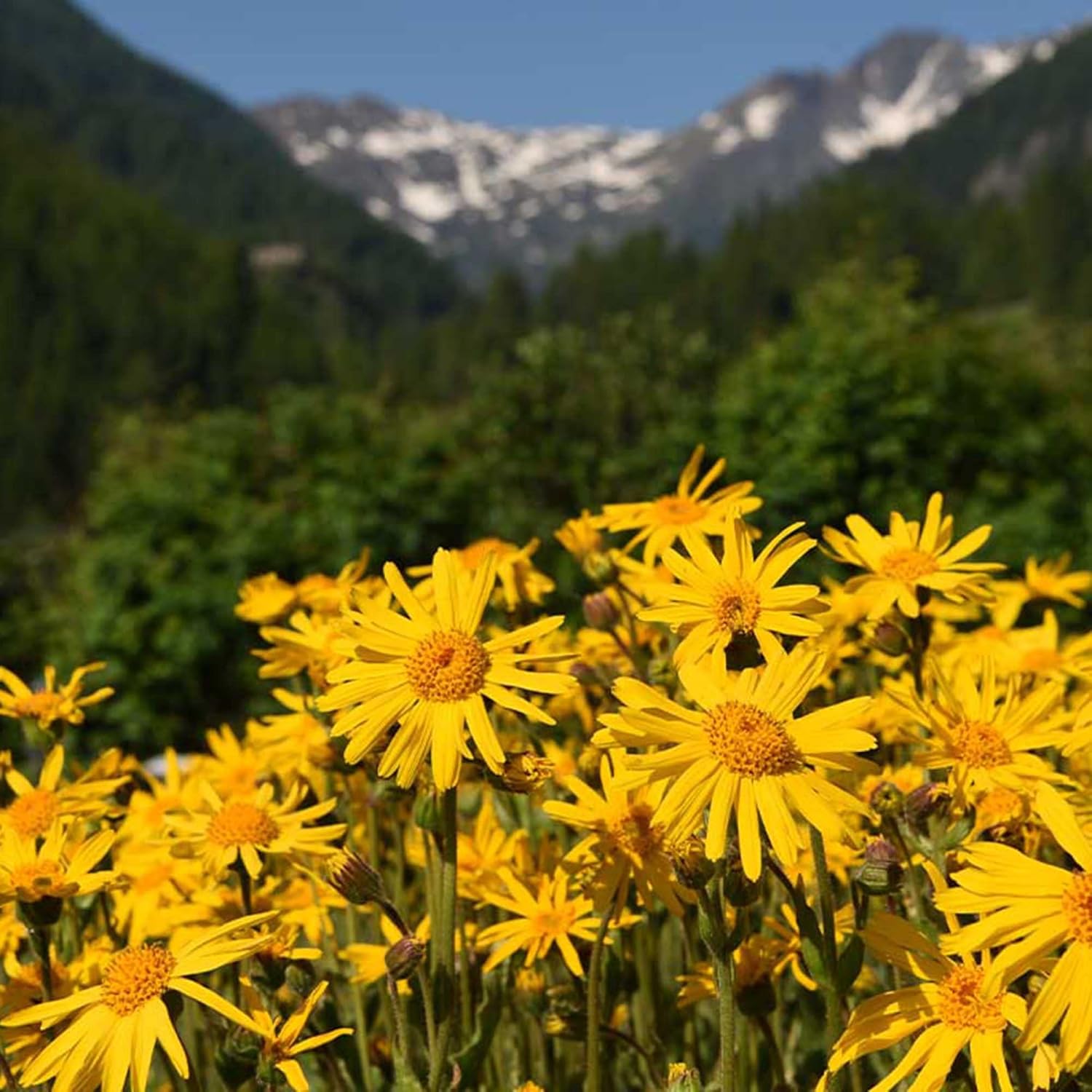 Arnica Seeds Perennial Flowering Herb for Garden Beds and Borders