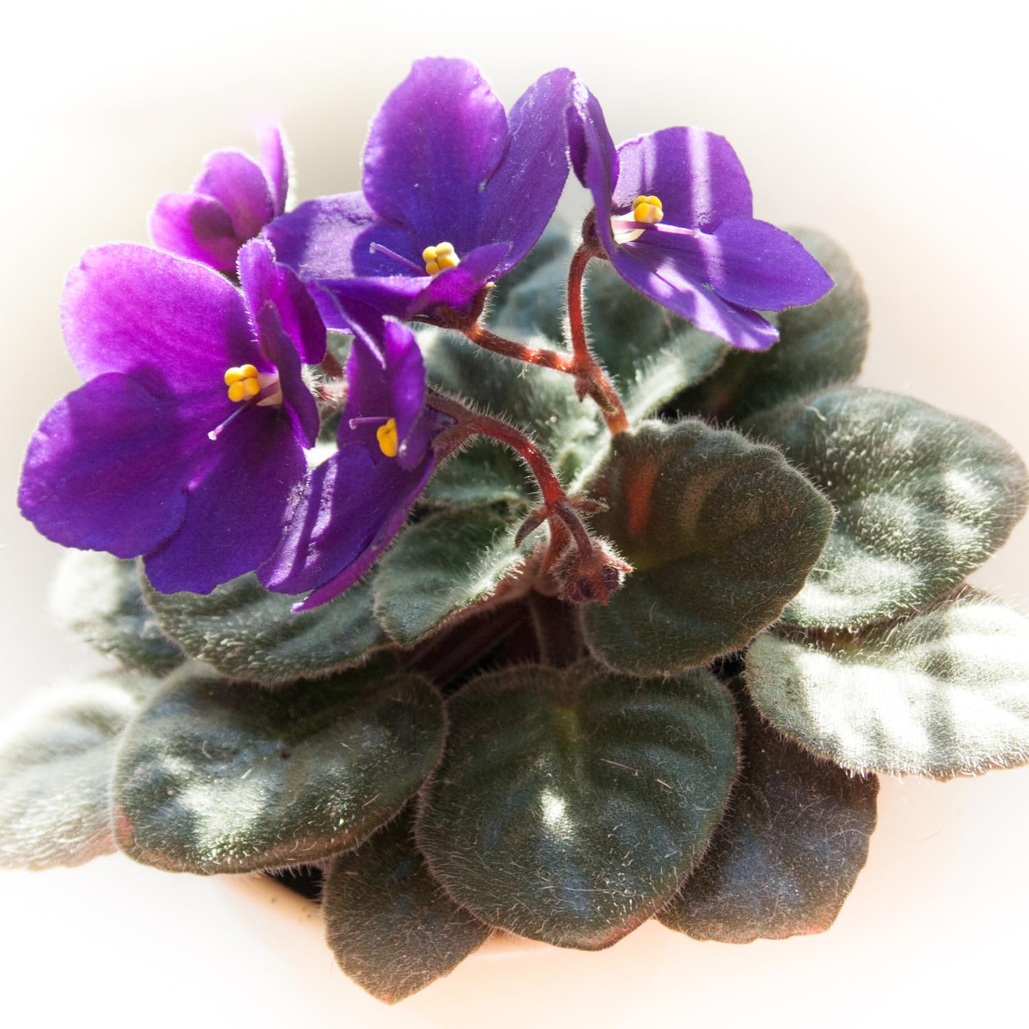 African Violet Seeds - Pieces of Saintpaulia Ionantha for Indoor Bonsai & Beautiful Flowers