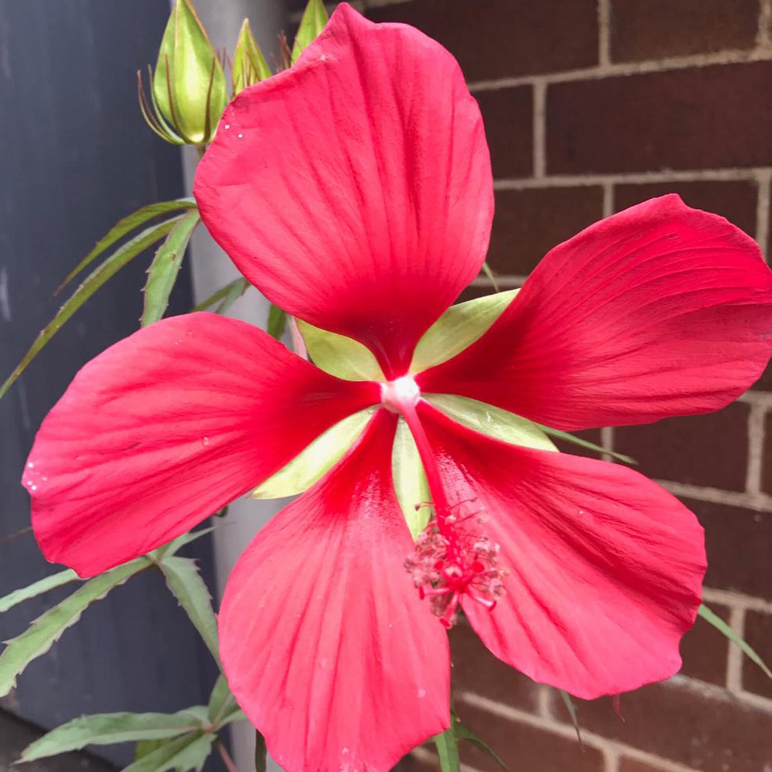 Texas Star Hibiscus Seeds +pcs Red Flower Gorgeous Plants
