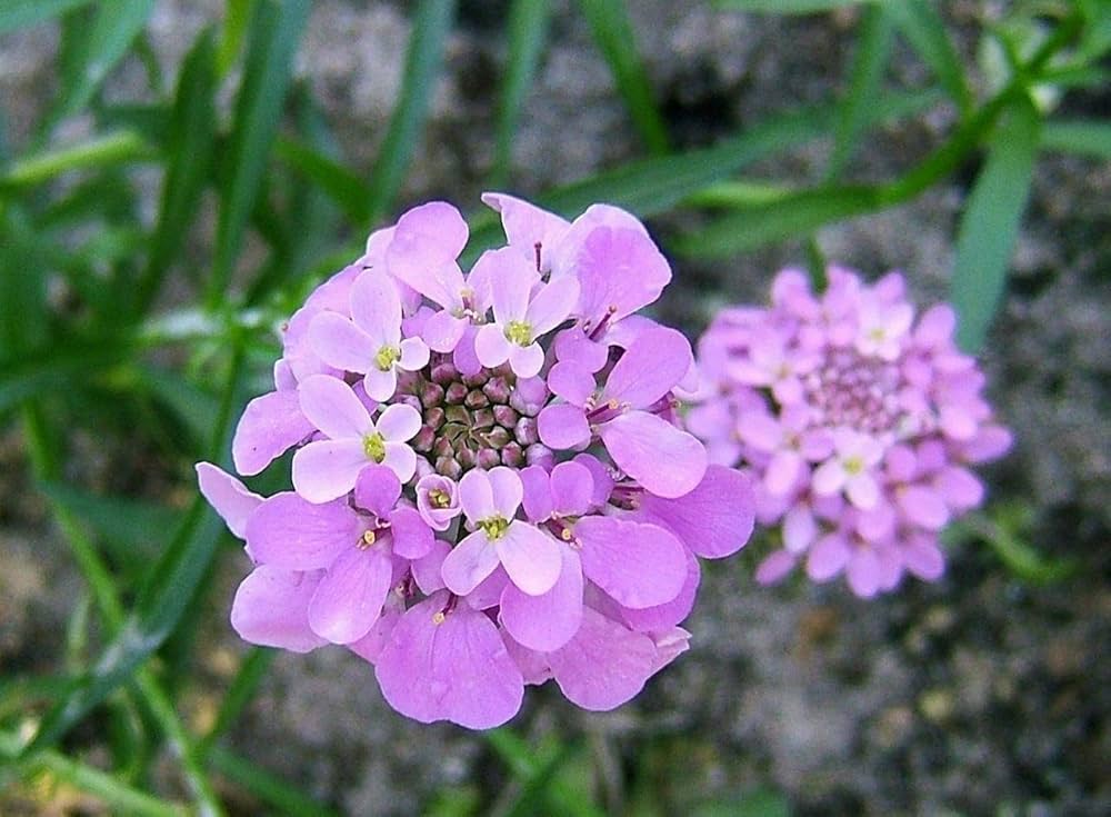 Candytuft Mix – Iberis umbellata – for home garden borders