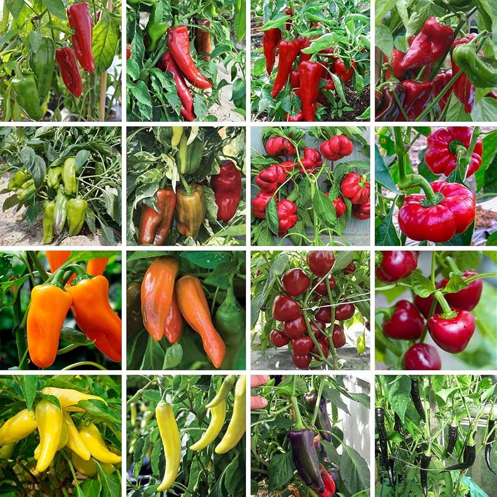 Sweet Banana Pepper Seeds for Planting Capsicum annuum Vegetable Patch