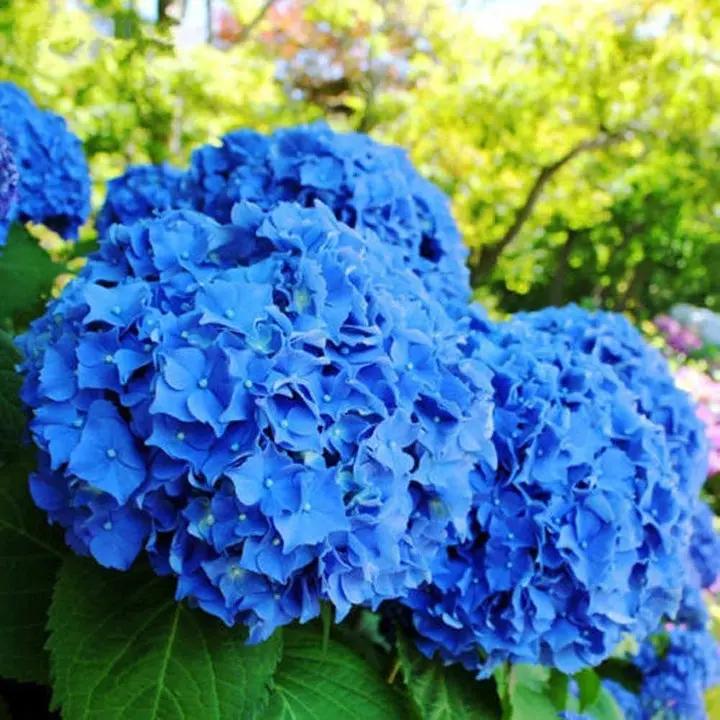 Deep Blue Hydrangea Flower Planting Seeds for Garden NON GMO Seeds Dhara Seeds