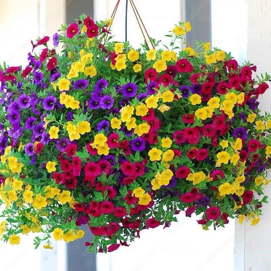 Petunia Multiflora Nora Flower Seeds, Abundant Blooms for Hanging Baskets and Beds