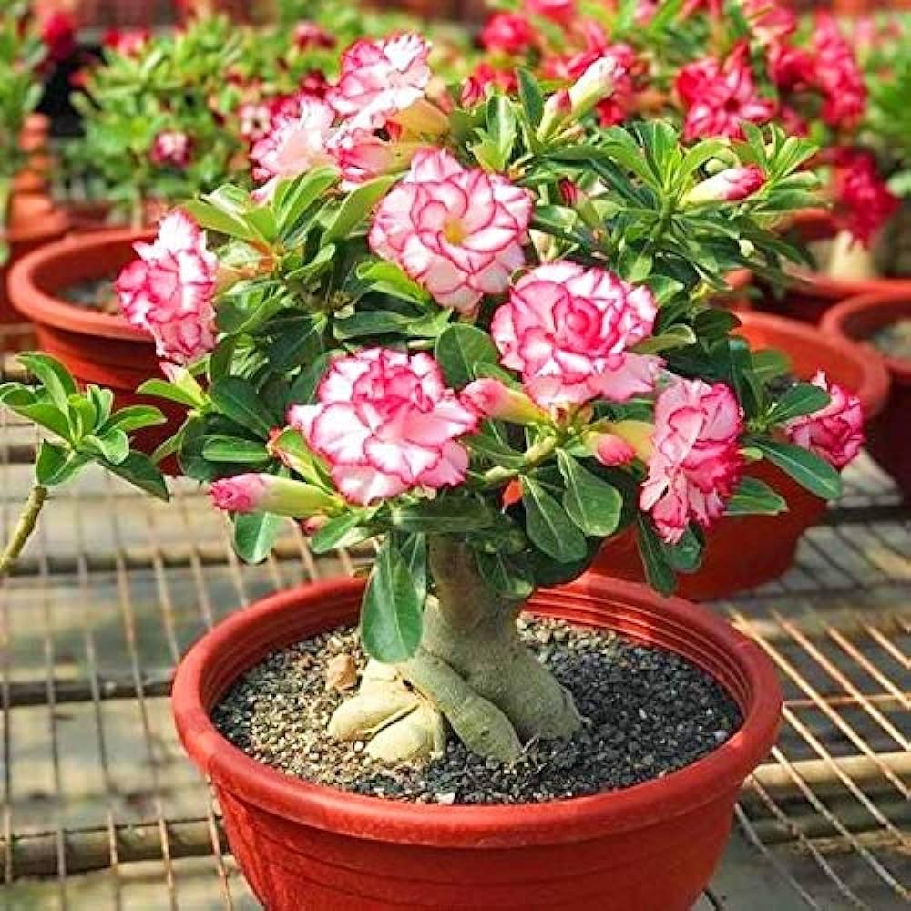Adenium Spp Desert Rose Adenium Seeds – Indoor Garden Blooms – Dharaseeds