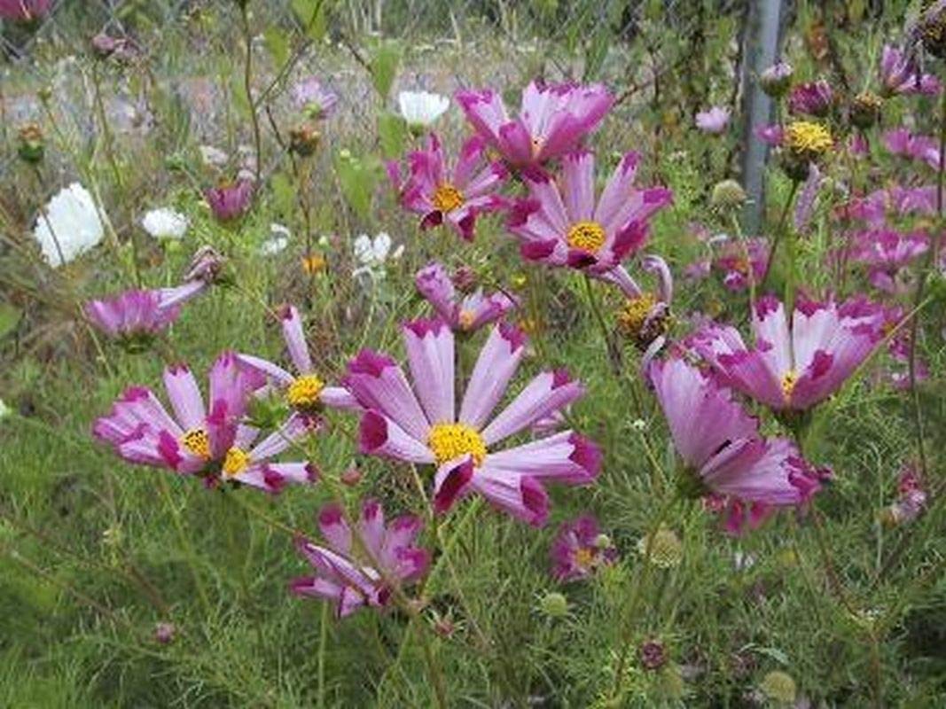 Cosmos Sea Shells Plus flowers for garden