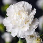 White Carnation – Dianthus caryophyllus – garden planting seeds