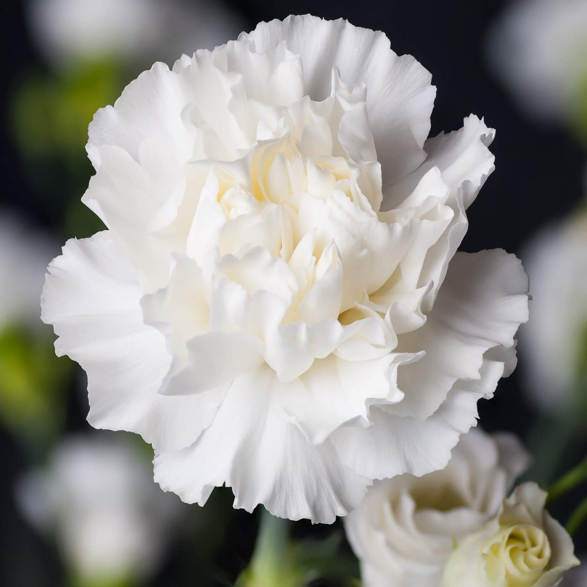 White Carnation – Dianthus caryophyllus – garden planting seeds