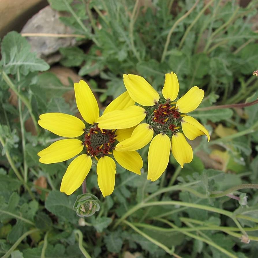 Chocolate Daisy Seeds for Planting Berlandiera lyrata for wildflower plots and home borders