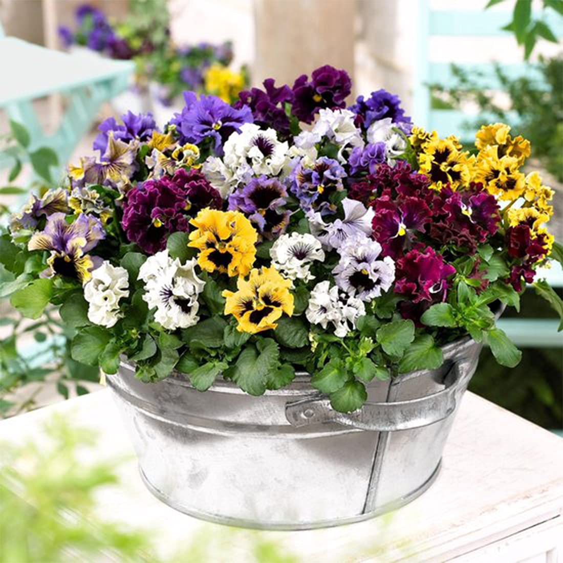 Frizzle Sizzle Pansy Flowering Seeds ,Yellow and Blue Swirl Blooms