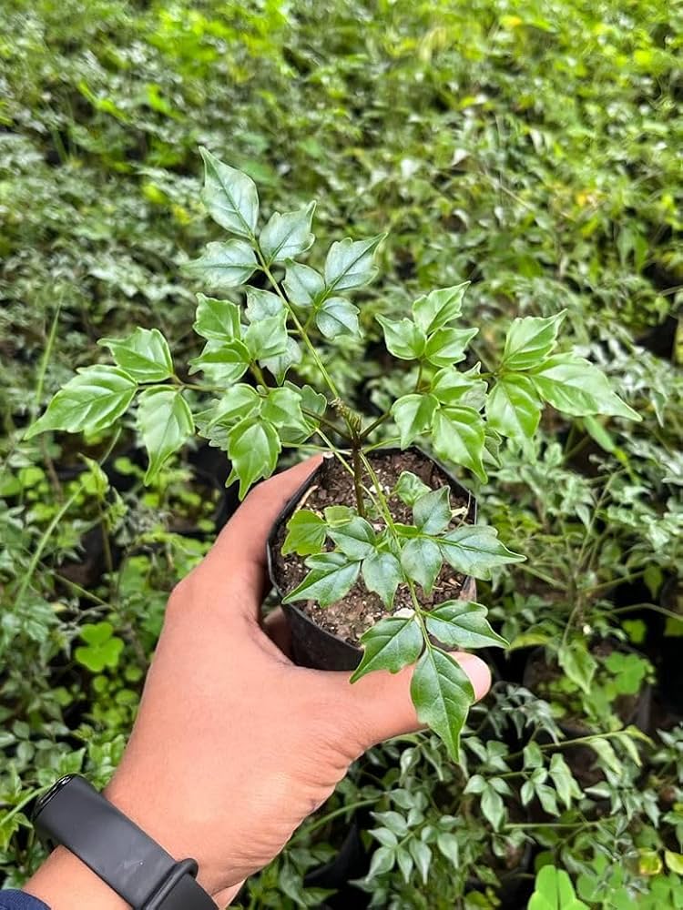 Green Radermachera Sinica Decorative Plant Seeds for Unique Gardens – Fresh Herb for Your Garden
