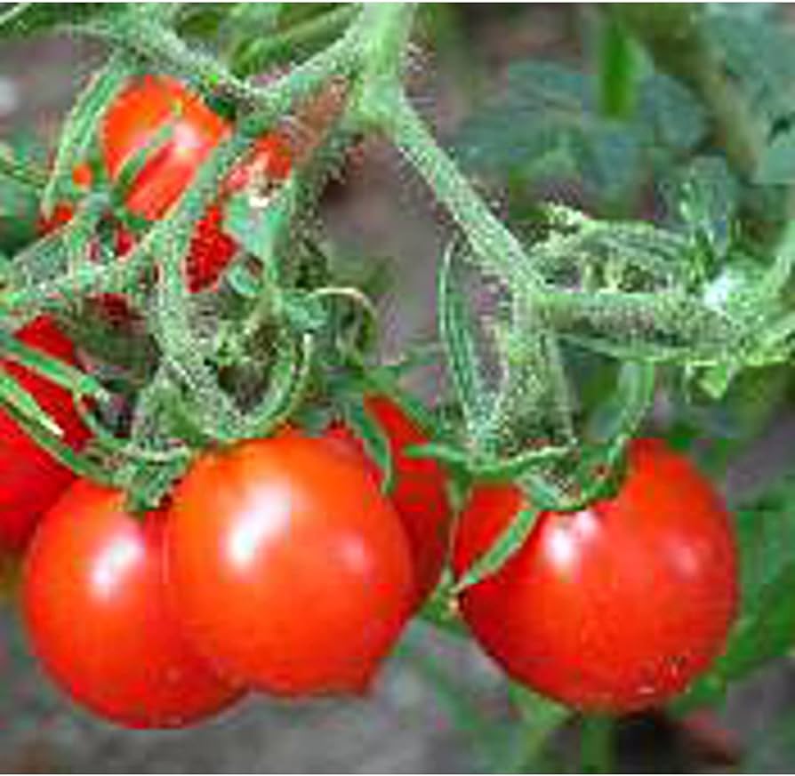 Heirloom German Riesentraube Tomato - Seeds for Huge Cluster Cherry Red Tomatoes