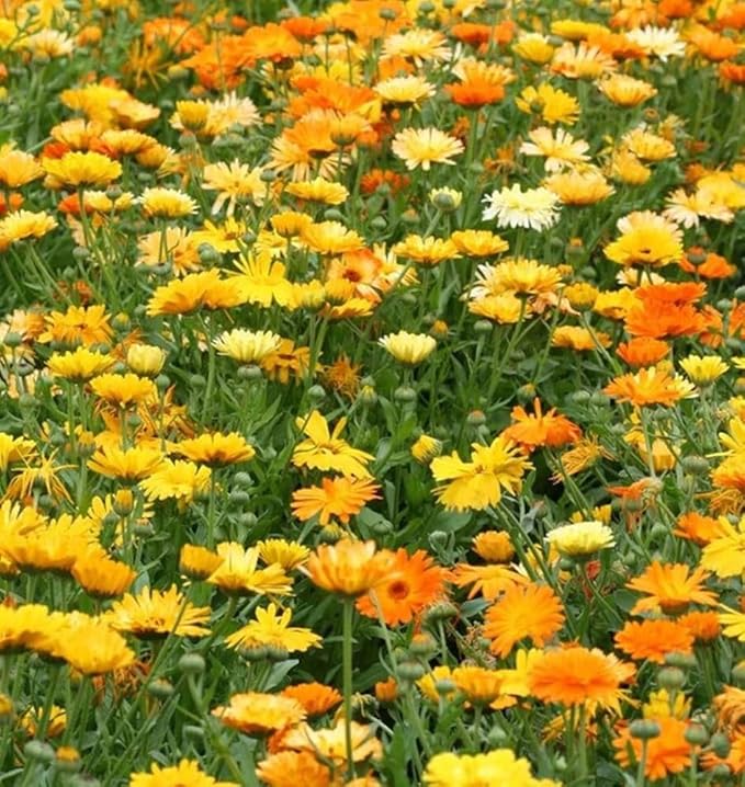 Calendula Calendula officinalis Pacific Mix Flowering Seeds For Planting in home garden or borders
