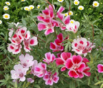 Godetia Summer Azalea Seeds