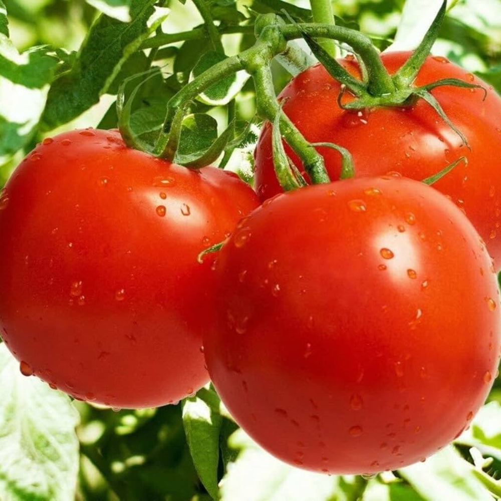Giant Monster Tomato Vegetable Seeds for Planting – Red Variety