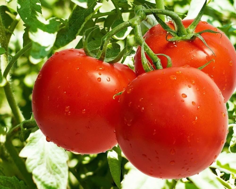 Tomato Solanum Lycopersicum Homer Heirloom Vegetable Seeds for Planting – Suitable for Backyard Gardening and Traditional Flavor