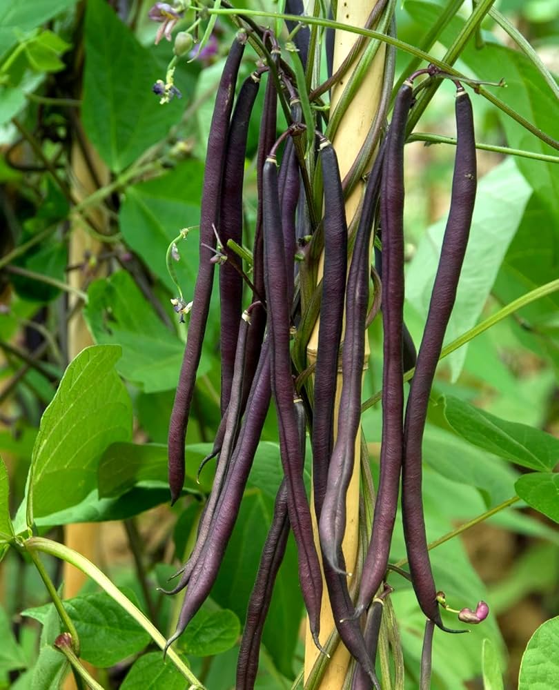 Violet Pole Bean Seeds for Planting