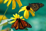  Field of bright yellow Black Eyed Susans under sunlight.

