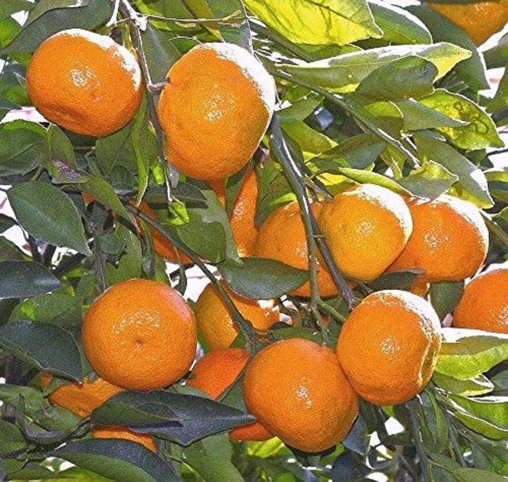 Orange Citrus Sinensis Seeds for planting in urban garden