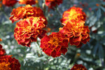 Harlequin Marigold (Tagetes spp.) seeds for vibrant flower gardens