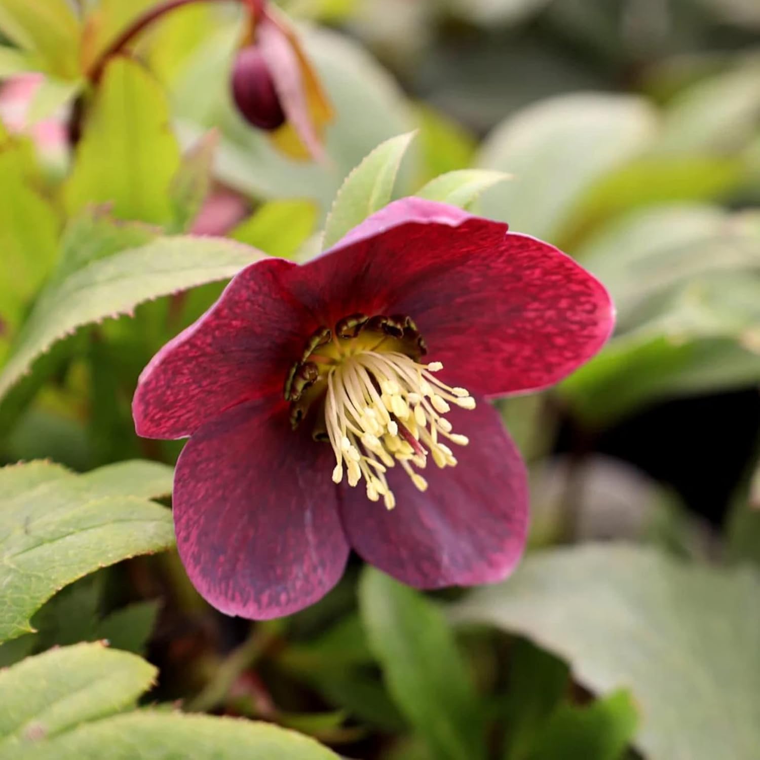 Lenten Rose Seeds