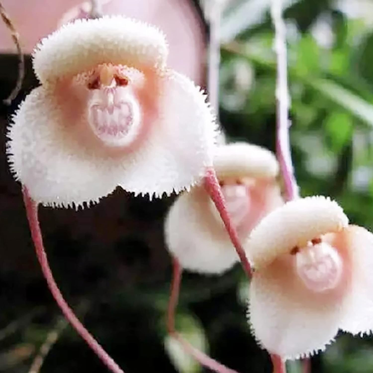 Monkey Face Orchid Seeds