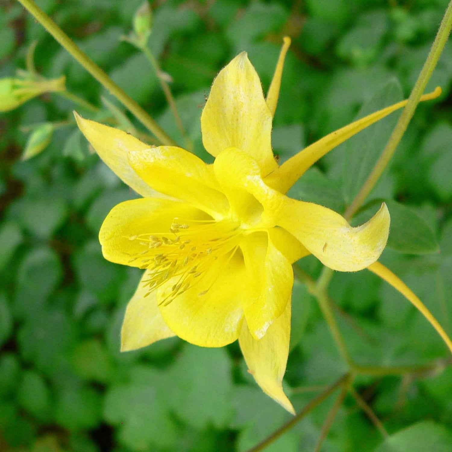 Yellow Aquilegia (Aquilegia chrysantha) for planting in shaded garden beds